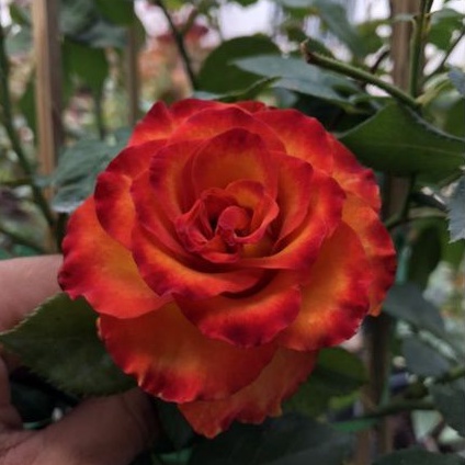 Hoa hồng cam Hight Magic, hồng ngoại, hồng bụi,nhỏ nguyên bản