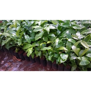 Cây Cà Phê giống Arabica.