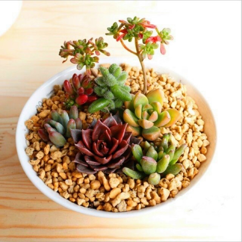 Đá Khoáng MASATO Rải Mặt Chậu Cho Xương Rồng - Sen Đá