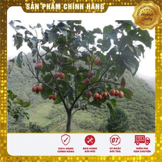 Hạt Giống Cà Chua Thân Gỗ 4 Hạt