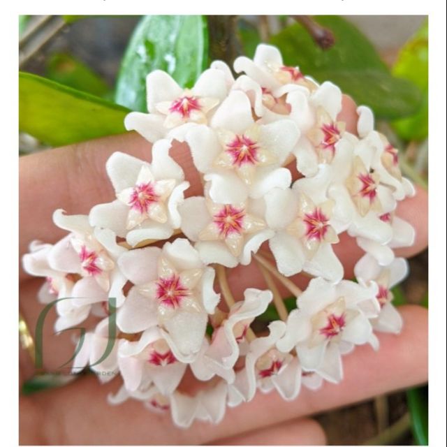 Cây giống cẩm cù hoya carnosa white, rừng trắng thơm