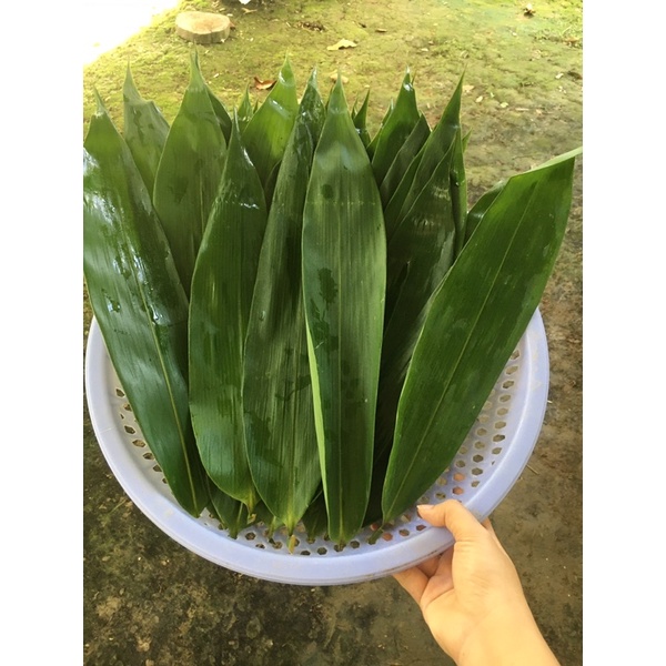 Lá tre tươi 100gram