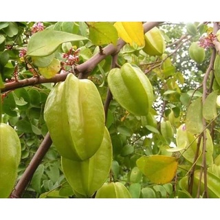 Cây Giống Khế Chua