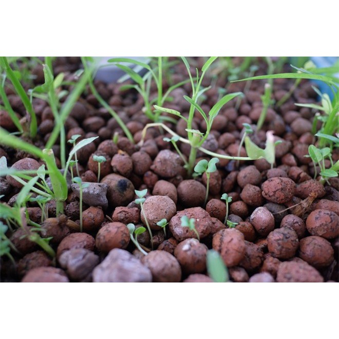 Đất nung Việt – sỏi nhẹ phủ bề mặt chậu, làm giá thể trồng cây gói 1.5kg (Vườn Sài Gòn - Vuon Sai Gon)