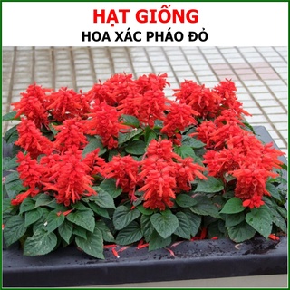 20 Hạt Giống Hoa Xác Pháo Đỏ Cao 25cm