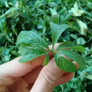 GIẢO CỔ LAM 5 LÁ SAPA