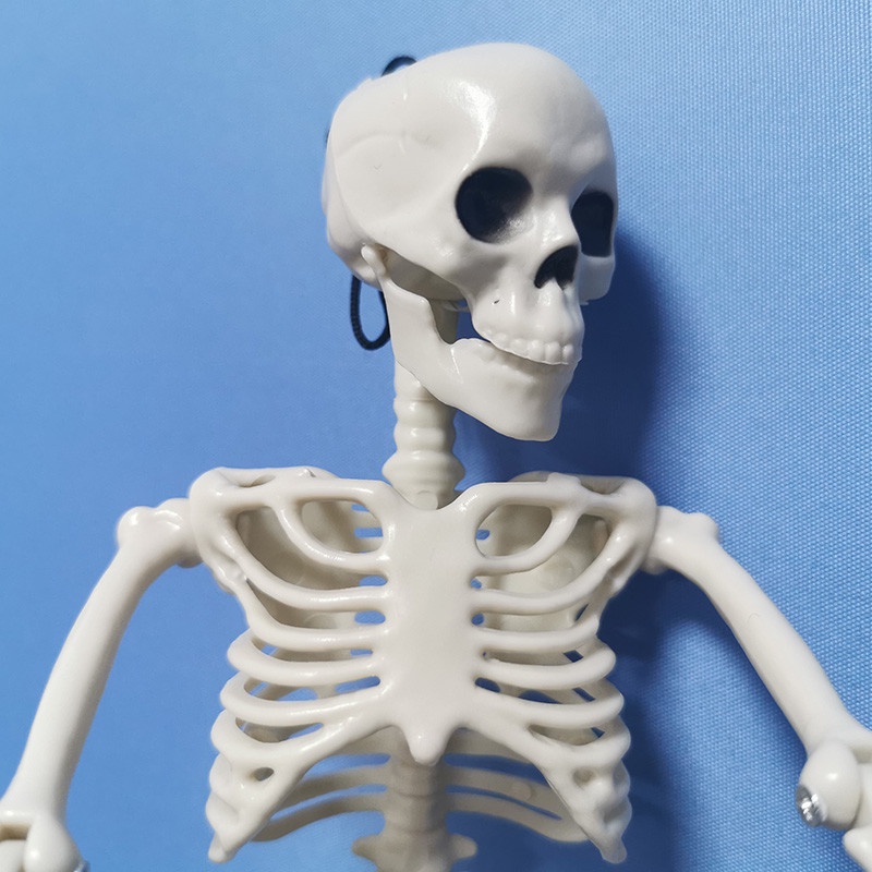 1 Mô Hình Bộ Xương Người Dùng Học Y Khoa Trang Trí Halloween