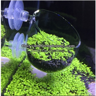 Cốc trồng cây thuỷ tinh - trang trí hồ thủy sinh
