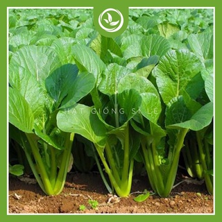 Hạt giống cải ngọt - giống cải ngọt tlp 198 - gói 100g