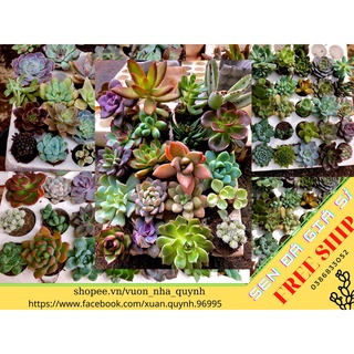 22 cây sen đá mini khác nhau, khỏe đẹp, free ship