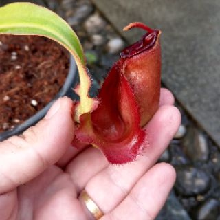 Cây nắp ấm mirabilis winged x ampullaria red