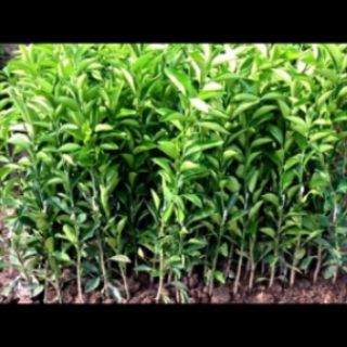 Cây giống quýt đường