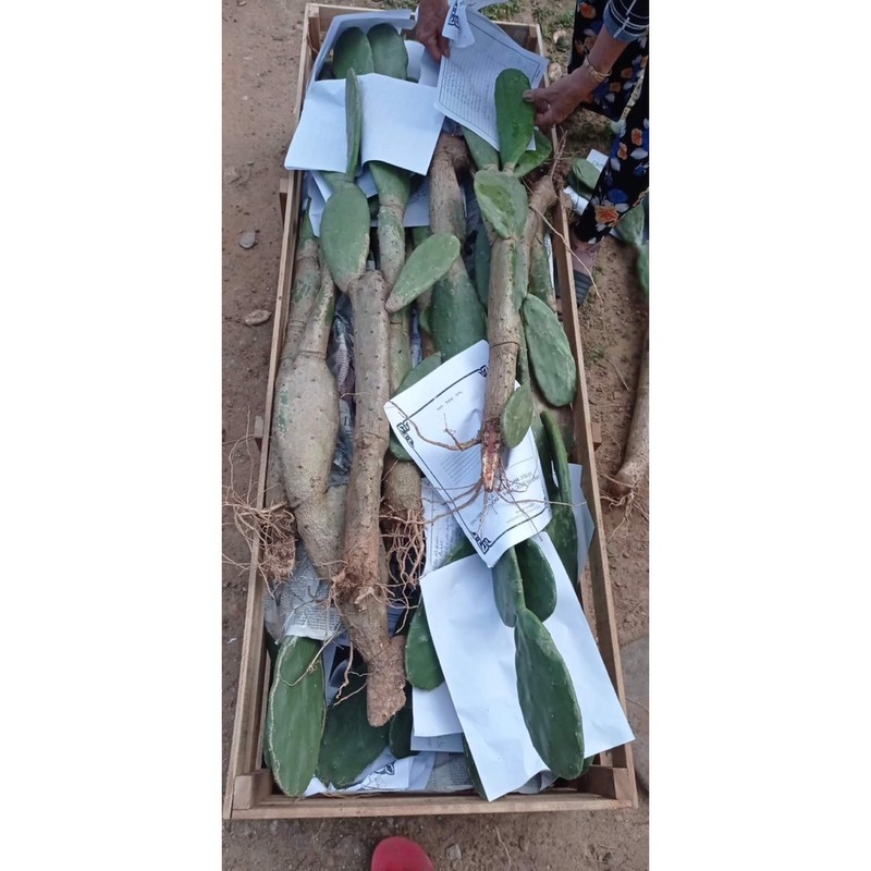 Xương rồng tai thỏ