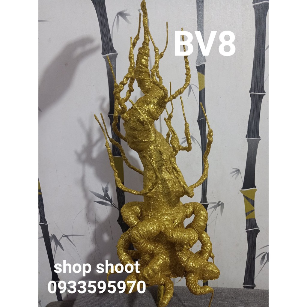 GỐC KIM TIỀN VÀNG BV8-50cm