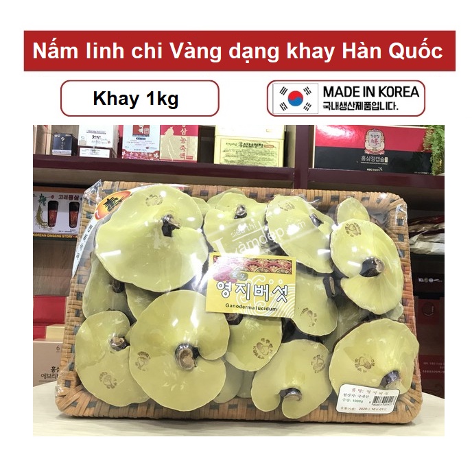 Nấm linh chi Vàng dạng khay Hàn Quốc - Chính Hãng
