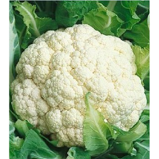Hạt giống Súp lơ trắng – 0.2Gram/Gói