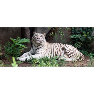 Tranh dán tường HD Bạch hổ HST-17622001 KT 120 x 50 cm in PP kim sa