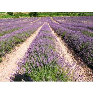 Hạt giống hoa Oải hương (Lavender)