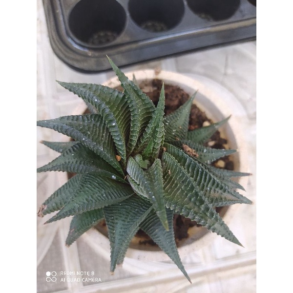 Cây sen đá móng rồng xoáy