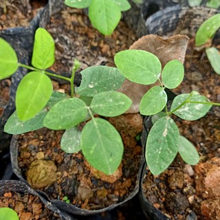 cây giống hoa đậu biếc