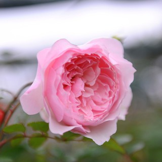 Gốc hoa Hồng ngoại nhiều màu