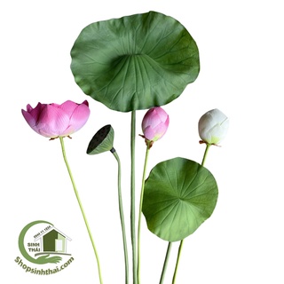 Hoa sen giả, cành nụ sen, cành sen nở, lá sen, cành gương sen cao cấp - Chọn loại
