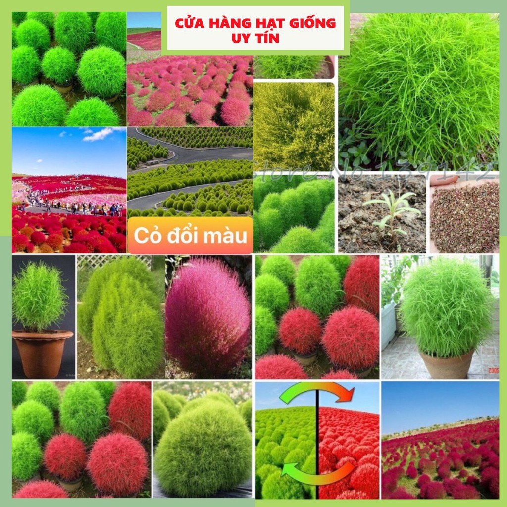 Hạt Giống Cỏ Đổi Màu F1 Loại Siêu Dễ Trồng Hoa Nở Đẹp Kháng Sâu Bệnh (100gram, 200gr, 500gram)