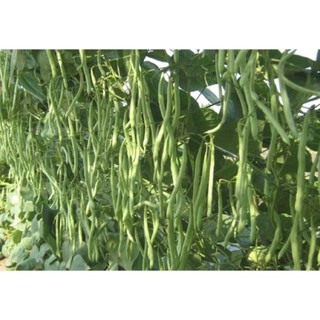 20gr hạt giống đậu cô ve leo