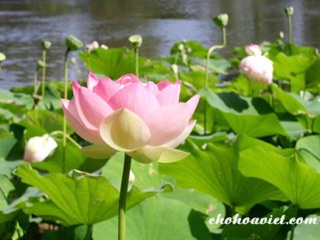 Gói 5 Hạt Giống Sen Ta