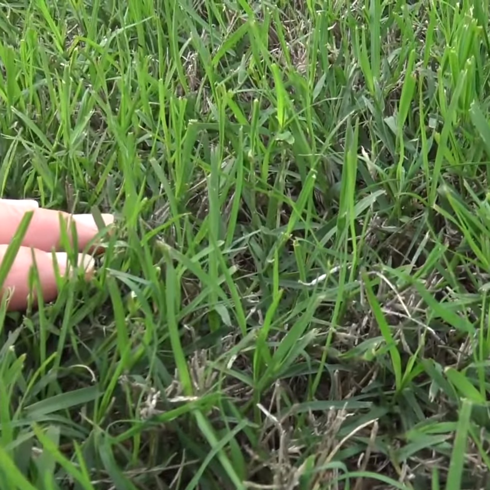 Giống Cỏ Thảm Bermuda - Cỏ Sân Vườn  Cỏ Làm Sân Golf, Sân Bóng