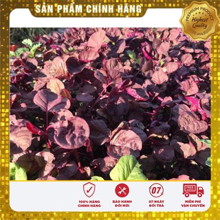 Hạt Giống Rau Dền Đỏ(20gr)