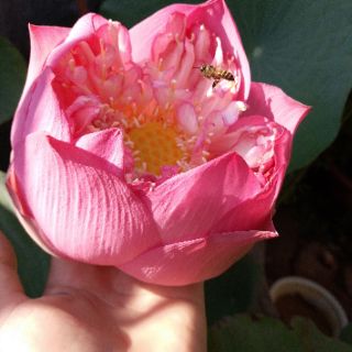 Hạt giống sen Bách Diệp