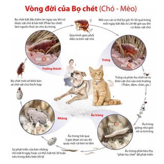 Tắm ve rận bọ chét cho chó mèo