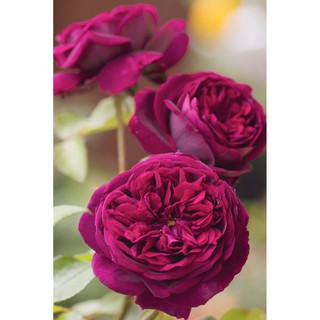 [Hồng bụi] The Prince size chậu C9 - Trang Flowers