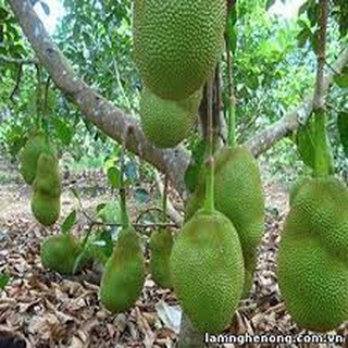 CÂY GIỐNG MÍT VIÊN LINH( GIỐNG GHÉP CHO TRÁI SIÊU SỚM)