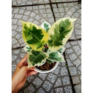 Cây 🌲 Đa thái cam thạch
