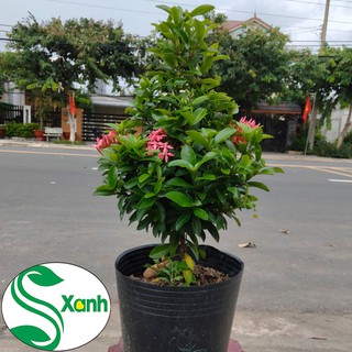 Hoa trang thái hồng tím - cây 1 cốt