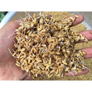 Thóc( Lúa) cho gà, vịt, chim, hạt chắc( 1 kg)