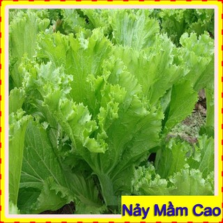 20Gr Hạt giống Cải Mào Gà ☀FREESHIP☀ Hạt giống rau Cải Bẹ Mào Gà Năng Suất Cao ~4000 Hạt