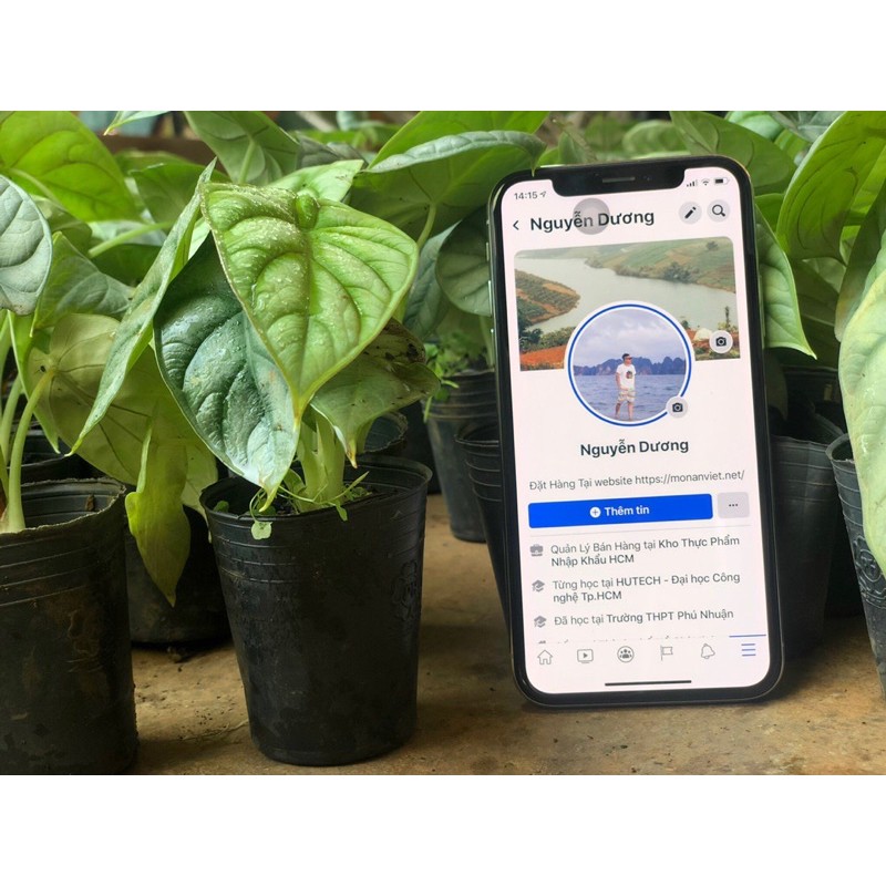 Alocasia Silver Dragon - Môn rồng bạc. Môn nhung
