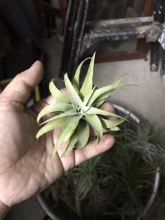 Cây không khí silver rose