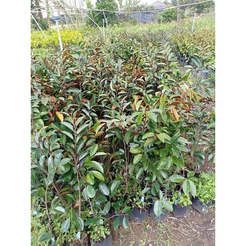 Cây vú sữa lò rèn cao 50-70 cm cây khỏe mạnh