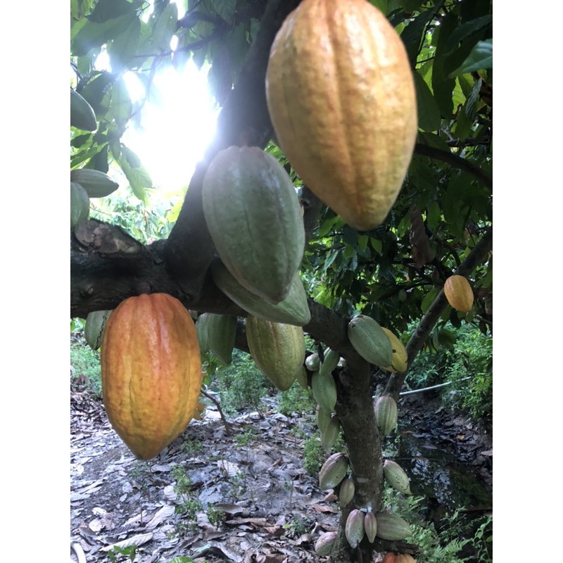 1 ký cacao tươi
