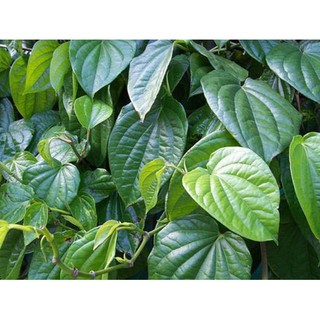 MUỐI XÔNG VÙNG KÍN