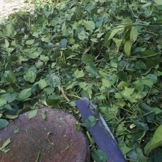 () 5kg chè vằng sẻ nghệ an
