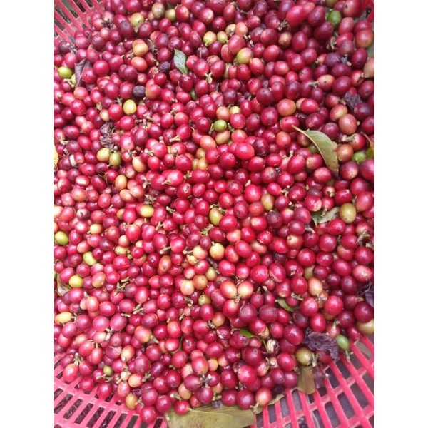 Giống cà phê arabica tây bắc siêu trái