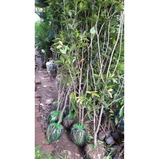 Cây hoa mộc hương thơm ngát cây khoẻ đẹp dễ trồng
