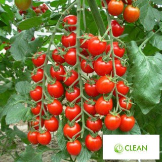 Gói 30 hạt giống cà chua chuỗi ngọc
