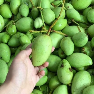Xoài bao tử, Xoài keo xanh kèm nước chấm thần thánh