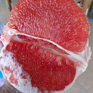Cây bưởi ruby thái lan